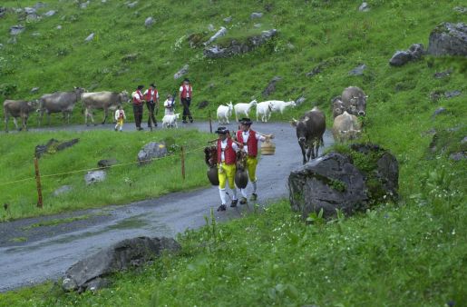 Schwägalpfahrt: Sobald das Gelände steiler wird, nehmen die Sennen den Kühen die Schellen ab, tragen sie an Stecken über den Schultern und läuten sie im Takt © Hans Hürlemann, Urnäsch, 2001
